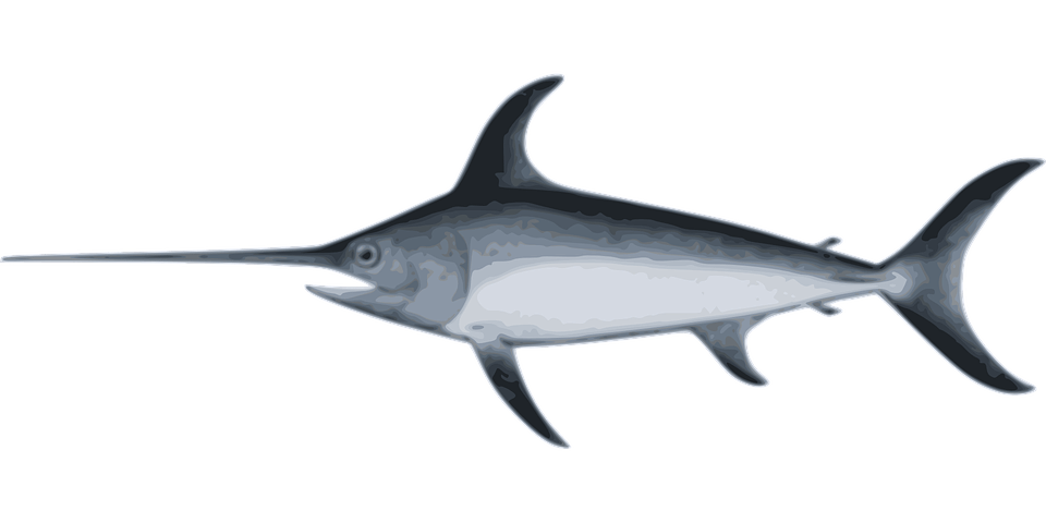 Outils de sensibilisation au phishing